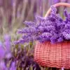 Mikado Lavanda Frasco, tapón y varillas de rattan