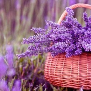 Mikado Lavanda Frasco, tapón y varillas de rattan