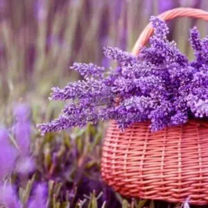 Mikado Lavanda Frasco, tapón y varillas de rattan