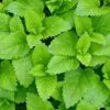 Mikado Clorofila Frasco, tapón y varillas de rattan