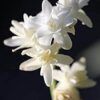 Unifloral - Nardo