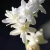Unifloral - Nardo