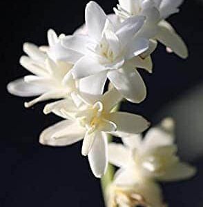 Unifloral - Nardo