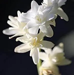 Unifloral - Nardo