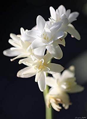 Unifloral - Nardo Unifloral - Nardo