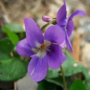 Unifloral - Violetas