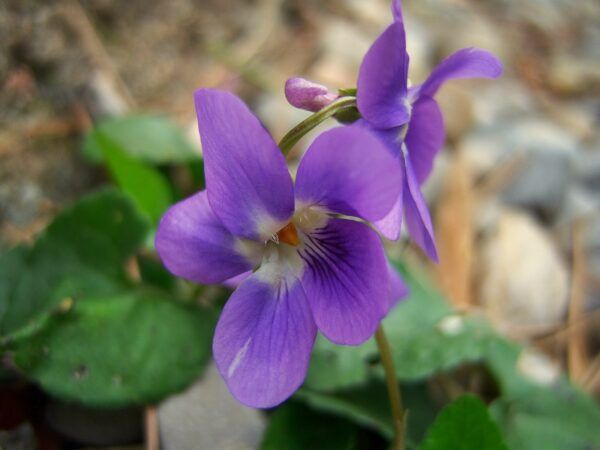 Unifloral - Violetas Unifloral - Violetas