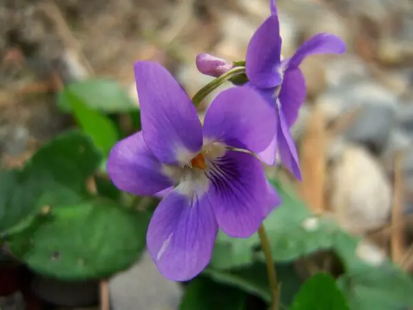 Unifloral - Violetas