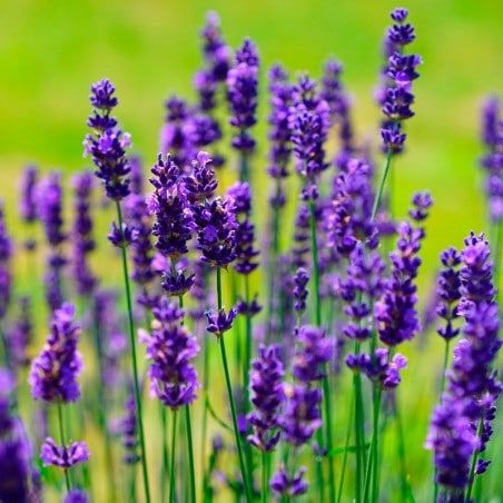 lavanda-espliego-semillas